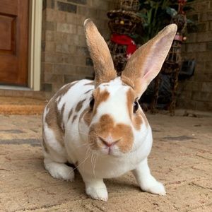 Meet your Posher, Caitlin